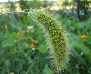 Щетинник зелёный (Setaria viridis) считается предком нашего проса. (Фото Pygge Lord.)