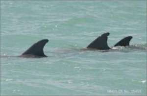 Дельфины путешествуют в группе. (Фото: Дженифер Левис)