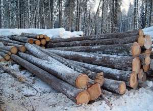 Незаконные рубки леса. Фото: http://lesvesti.ru