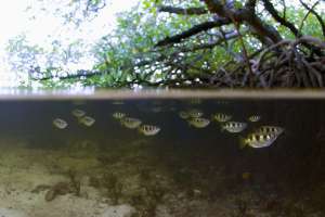 Стая брызгунов в мангровых зарослях (фото Norbert Wu).