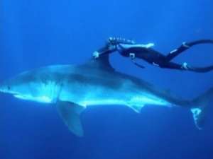 А ранее девушка-дайвер свободно плавала с акулой. Фото: Вести.Ru