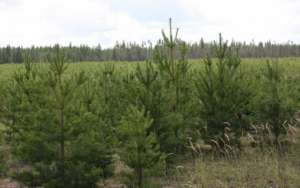 Лесоводы региона высадят весной более 30 миллионов сеянцев сосны. Фото: http://lesvesti.ru