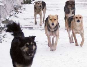 Бездомные собаки. Фото: http://gazeta.a42.ru