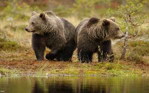 Бурые медведи. Фото: http://www.sunhome.ru