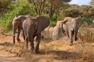 Слоны в районе озера Маньяра. Фото: sciencedaily.com