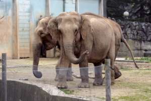 Слоны из зоопарка Лиона. Фото: http://europe-today.ru