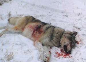 Убитый волк. Фото: http://ohotn.ru