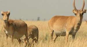 Прирост поголовья сайгаков в Казахстане в 2012 году составил более 34%. Фото: http://www.kursiv.kz