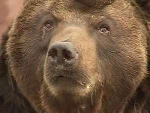 Весеннюю охоту на медведя впервые разрешили в Удмуртии. Фото: Вести.Ru
