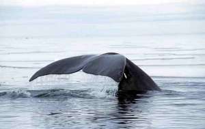 Анализ ДНК показал, что в то время, как фауна ледникового периода сокращалась, популяция гренландских китов резко увеличивалась (фото Ansgar Walk/Wikimedia Commons).