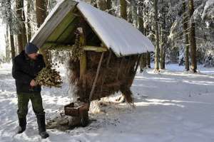 Подкормка оленей зимой. Фото: https://gov39.ru