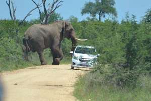 Слон и туристы на авто. Фото: http://life.ru
