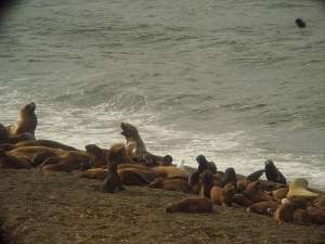 Морские львы. Фото: http://delfi.lt