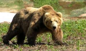 Камчатские медведи. Фото: http://deita.ru