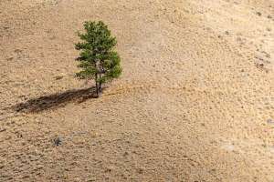 Засухи, подобные российской 2010 года или американской 2012-го, порождают в здоровых на вид деревьях кавитационные процессы, которые можно обнаруживать напрямую. (Фото Pete Ryan / National Geographic.)