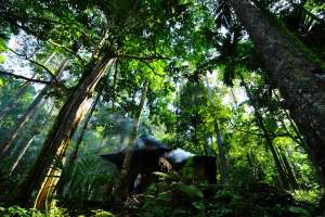 Тропические леса. Фото: http://un.org