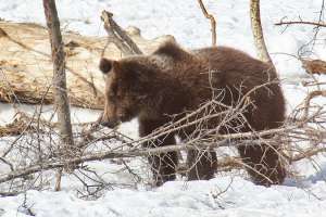 Медведь. Фото: http://yarnovosti.com