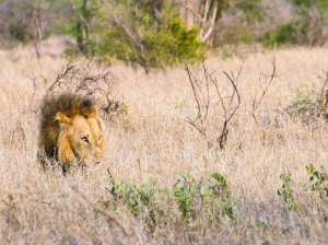 Самцы львов предпочитают нападать из засады. Фото: Taraji Blue/Flickr.com