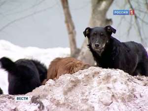Процесс по делу о незаконном отстреле животных начался в Ижевске. Фото: Вести.Ru