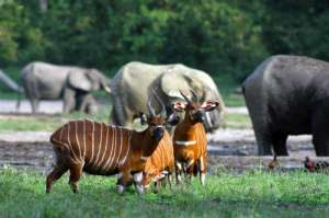 Глава ЮНЕСКО встревожена ростом браконьерства и насилия в национальном парке Дзанга-Санга в ЦАР. Фото: Центр Новостей ООН