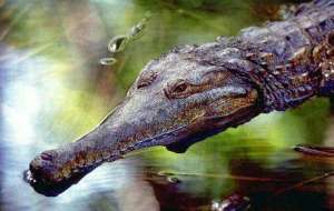 Узкорылый крокодил . Фото: http://www.animalbook.info/