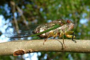 Крупнейшее нашествие цикад угрожает Восточному побережью США. Фото: Вести.Ru