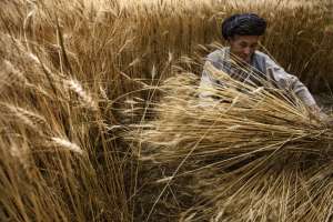 В 2013 году ожидается богатый урожай зерна. Фото: Центр Новостей ООН