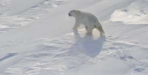 Белый медведь. Фото: http://www.metronews.ru