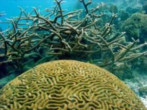 Коралловые рифы. Фото предоставлено Бобом Стэнеком