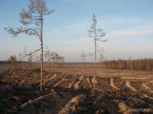 Губернатор Ленобласти: мы должны благодарить Норд-Стрим и Газпром. Фото: Greenpeace