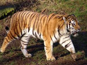 Амурский тигр. Фото: http://animalbox.ru