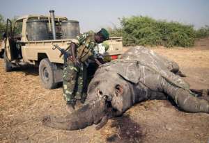Восемь стран разработали планы действий по борьбе с контрабандой слоновой кости. Фото: Центр Новостей ООН