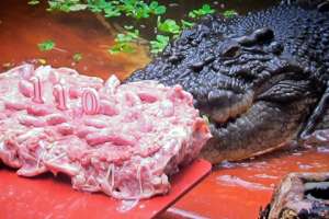 Торт для крокодила. Фото: http://crimea.ua