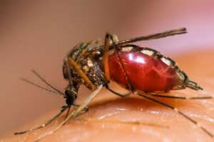 Инфицированный малярийный комар начинает снова сосать кровь лишь тогда, когда малярийному паразиту приходит пора переселяться в человека. (Фото Bryan Reynolds.)