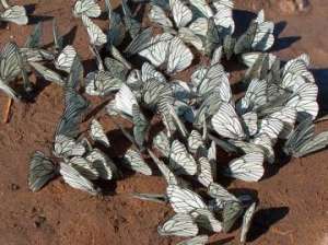 В подмосковных лесах массово размножились бабочки-боярышницы. Фото: http://greenpressa.ru