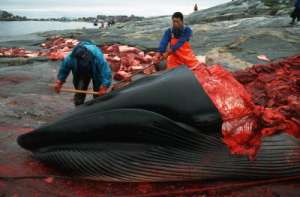Разделка туши кита в Японии. Фото: http://www.oceanology.ru