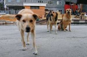 Бездомные собаки. Фото: http://vfl.ru
