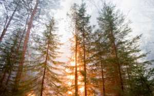 За сутки от огня в республике пострадали более 4,2 тысячи гектаров леса. Фото: 