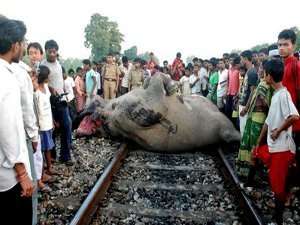 Три слона погибли под колесами пассажирского поезда на востоке Индии. Фото: http://www.kp.ru