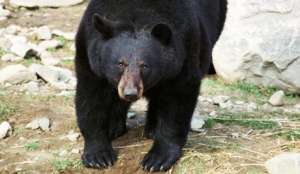 Самый старый в мире медведь скончался в Греции. Фото с сайта &quot;Голос России&quot;