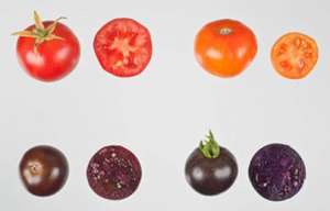 Новые сорта в сравнении с обычными помидорами. Фото: NBI