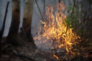 Природный пожар. Фото: http://fedpress.ru