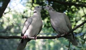 В Брюсселе одобрили план эвтаназии городских голубей. Фото с сайта &quot;Голос России&quot;