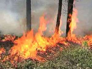 Лесной пожар. Фото: Вести.Ru