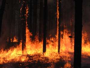 Лесные пожары на Камчатке. Фото: kamchatka.gov.ru