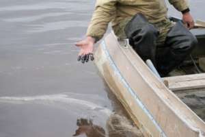 Более 17 тонн нефтепродуктов попало в реку Колва в НАО. Фото: komikz.ru