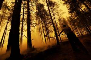 Лесной пожар в Самарской области локализован. Фото: gazeta.ru