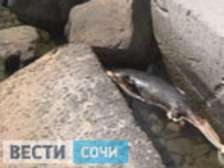 Мёртвый дельфин вторые сутки лежит на хостинском пляже. Фото: Вести.Ru