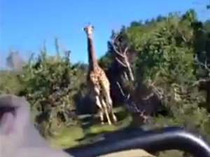 В Сети набирает популярность видео, главным героем которого стал жираф, атакующий группу туристов. Инцидент произошел в одном из южноафриканских парков. Фото: BigDinosaur1000 / youtube.com