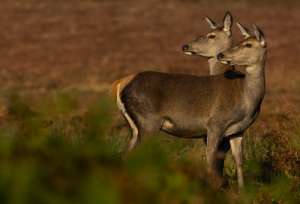 Самки благородного оленя первыми из зверей продемонстрировали зоологам свою способность влиять на пол потомства. (Фото Andrew Parkinson.)